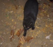 Notre premier voisin ...