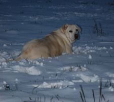 C bon la neige !