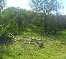 Pas mal d'arbres a abbattre (vive la fosse toutes eaux ^^