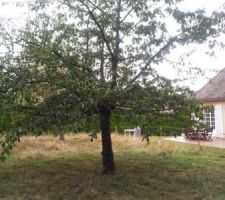 Abattage du cerisier pour roder la tron&ccedil;onneuse !