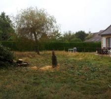 Abattage du cerisier pour roder la tron&ccedil;onneuse !