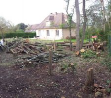 Débitage des arbres en cours