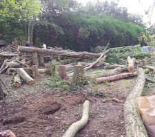 Débitage des arbres en cours