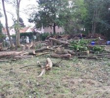 Débitage des arbres en cours