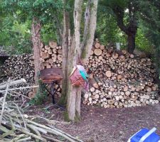 Débitage des arbres en cours