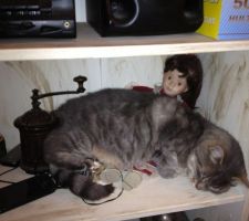 Et pendant ce temps Putchi rêve à toutes les souris qu'elle va pouvoir attrapper dans le vide sanitaire de la nouvelle maison !!!