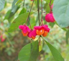 Faune et flore