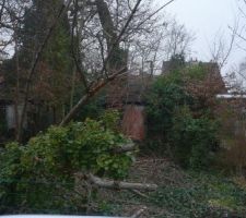 Le terrain avant, avec cabane et boisé, 2 très gros arbres.