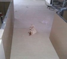 M&ecirc;me le chien fait des roul&eacute;s boul&eacute;s pour me dire que c'est bien