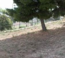 Vue du terrain 
la maison est à la place des 3 pins qui malheureusement ont été coupés