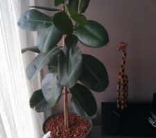 Plante verte (ficus caoutchouc il me semble...)