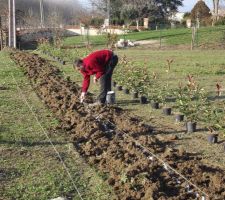 Préparation de la terre avant la plantation des photinias