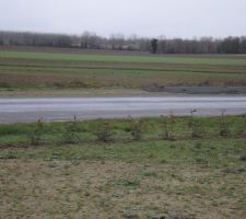 Haie de photinias plantée (maintenant il faut attendre que ça pousse pour nous protéger de la route