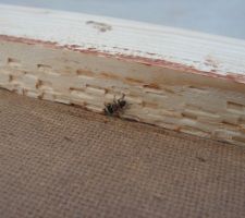 Quelqu'un aurait le nom de cette b&eacute;b&egrave;tte ?
Pour savoir ce que c'est...