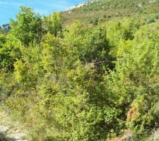 Terrain tel que lors de la première visite.