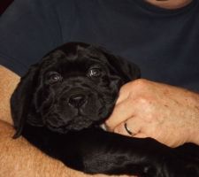 CALINE une petite croisée Labrador vient d'arriver dans notre maison