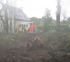 Arrachage des souches