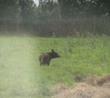 Cher petit chien