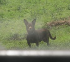 Encore mon petit chien