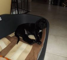 Quelle vie de chien!!!!!!!!!!!!!!!!!!!!!!