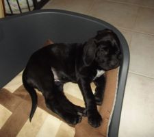Qui a dit qu'elle était dure la vie de chien ? Il y en a qui ne font pas grand chose dans la maison!!!!!!!!!!!!!!!!!!