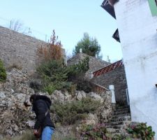 Mur en rocailles avec pleins de plantes qui demandent qu'a refleurir , et surtout pas 1 mais 2 figuiers humm nous adorons les figues !