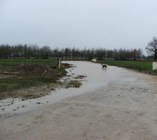 Pendant ce temps là, le chien ce baigne dans la nouvelle marre !