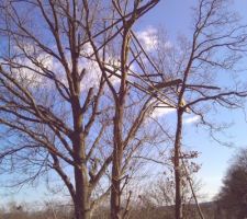 La cabane dans les arbres