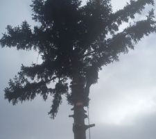 Tronconnage du grand sapin