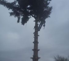 "petite taille sev&egrave;re" de l'arbre