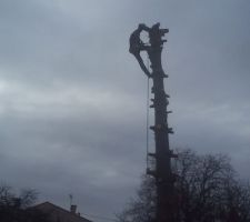 Ya un singe dans l'arbre !