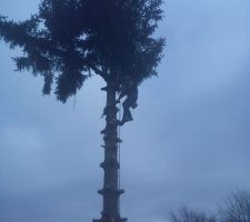 Le singe coupe les branches