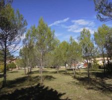 Beaucoup d'arbres ; dommage de les abattre