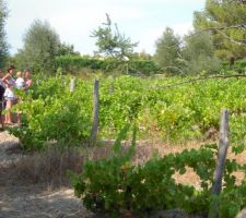 Mon terrain avec la vigne qui va &ecirc;tre arrach&eacute;e