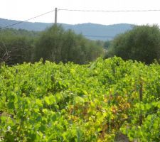 Toujours la vigne