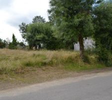 Photo avant de couper les arbres