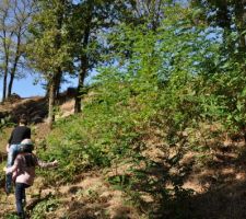 En remontant du ruisseau. Coteau arbor&eacute; (vue du bas)