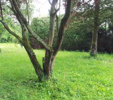 Bon c'est beau toute cette verdure mais ils g&ecirc;nent les arbres pour mettre la maison..