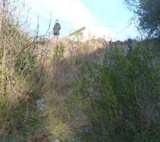 Voil&agrave; le coin ou nous allons faire un enrochement pour gagner en surface plane en haut hauteur 4m sur 25m de large.