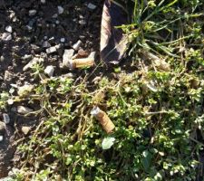 Mégots cigarettes sur notre terrain des ouvriers du chantier à coté - blandino mazzilli