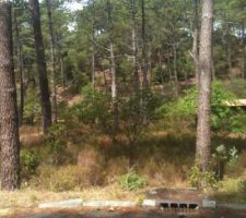 Le terrain, avec tous ses pins