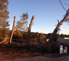 Une semaine d'&eacute;coul&eacute;e...deux t&ecirc;tes d'arbre en moins! il reste encore un arbre &agrave; couper (celui de devant avec la croix)!!!!