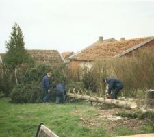 Abattage du sapin