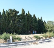 Qu'ils sont haut ces cypr&egrave;s!!