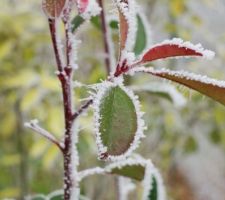 Photinia