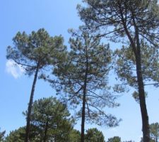 Finalement nous gardons le grand pin fourchu