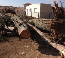 La coupe des arbres!