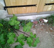 Toujours le m&ecirc;me probl&egrave;me, les d&eacute;chets!!!