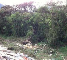 Abattage d'arbres susceptibles de tomber sur la toiture en cas de cyclones....
