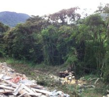 Abattage d'arbres susceptibles de tomber sur la toiture en cas de cyclones....